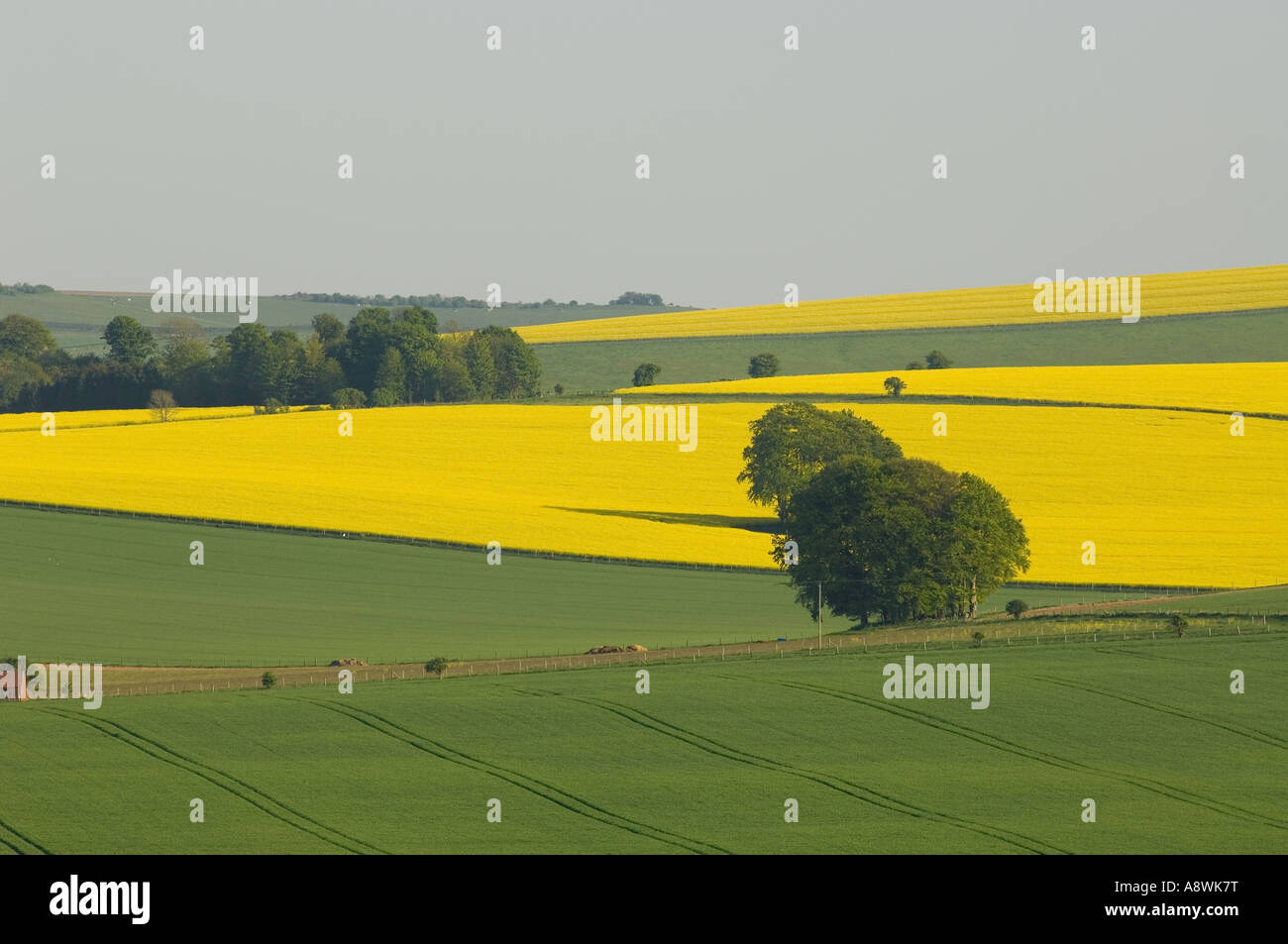 Yellow field Wiltshire Stock Photo Alamy