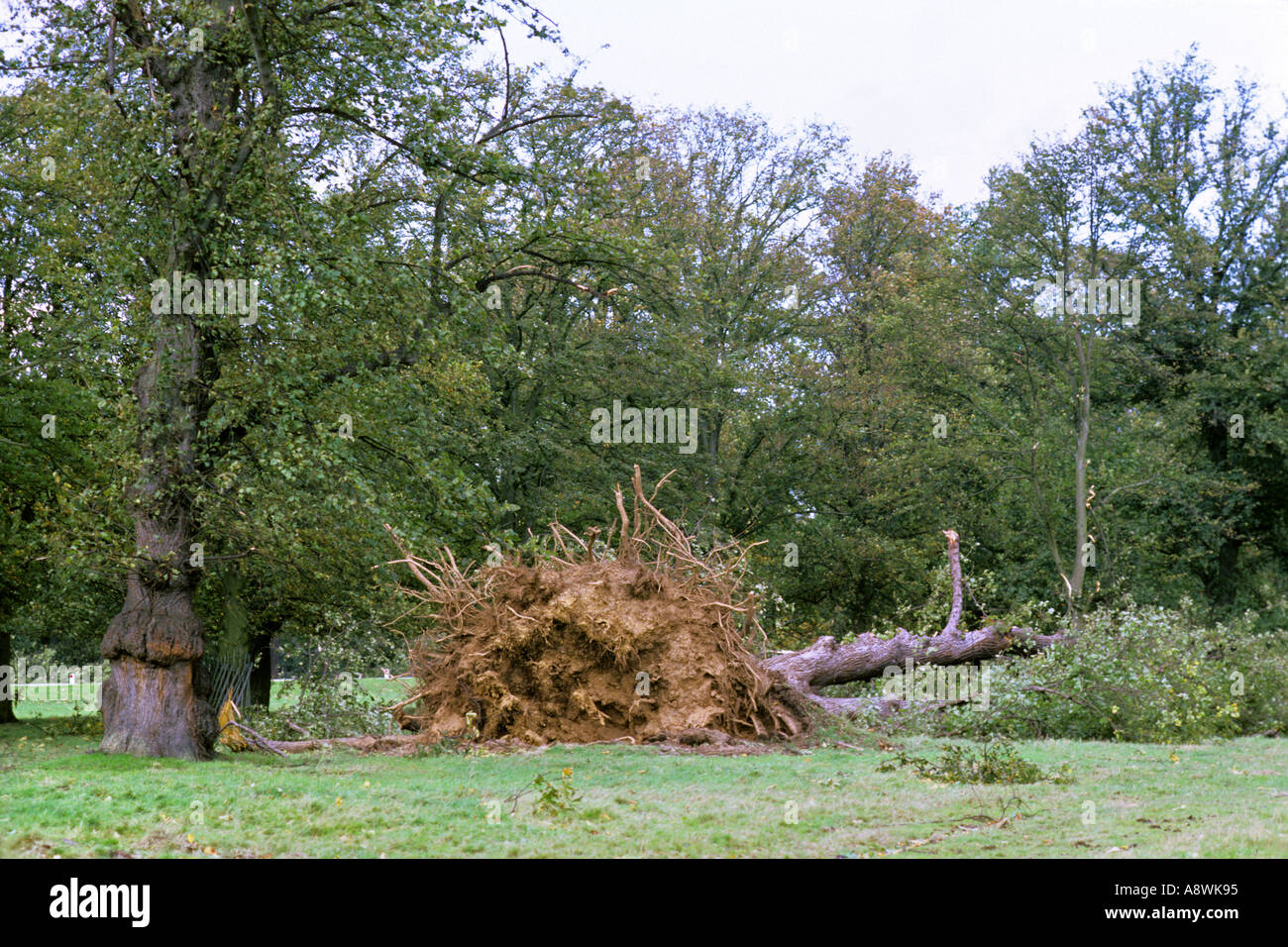 Tree in Bushy Park West London uprooted by great storm 16 October 1987. JMH0504 Stock Photo