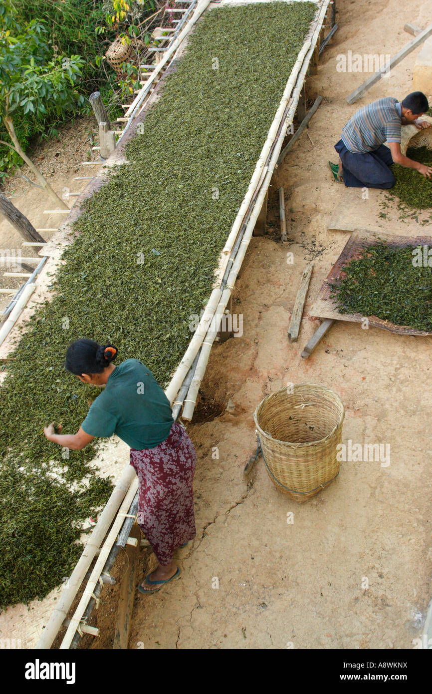 Asia, Myanmar, Shan State, green tea leaves being dried in Palaung ...