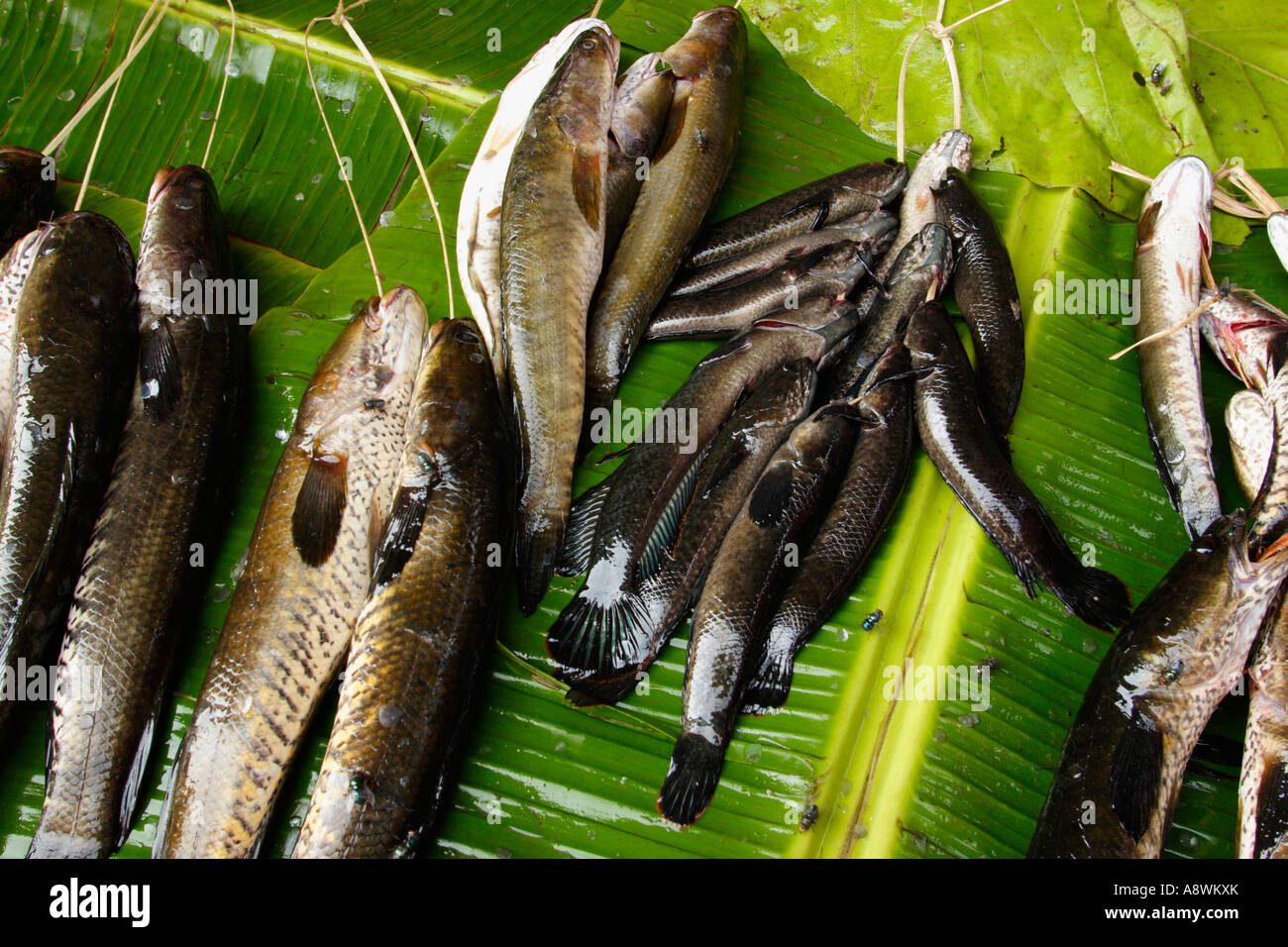 Asia, Myanmar, Snakehead fish (Channa sp.) for sale at morning market Stock Photo