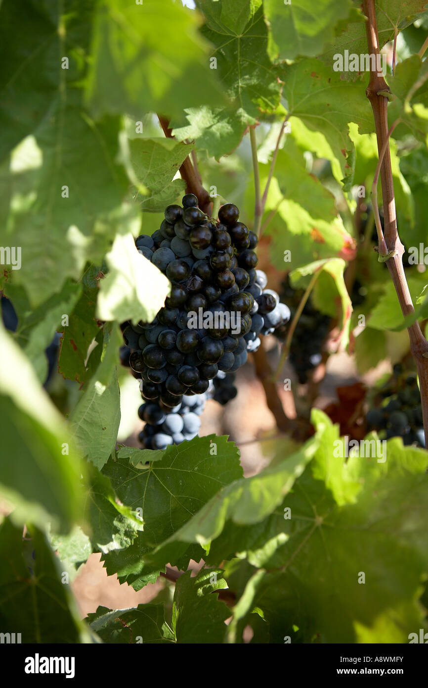 Grape Crop Ripe GRAPES RIPE AND READY TO PICK Stock Photo - Alamy