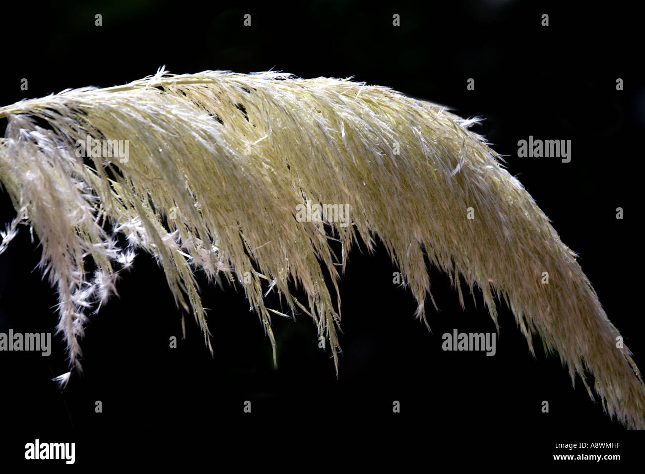 A frond of pampas grass backlit against a black background Stock Photo