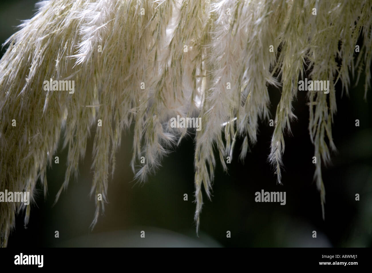 A frond of pampas grass backlit against a black background Stock Photo