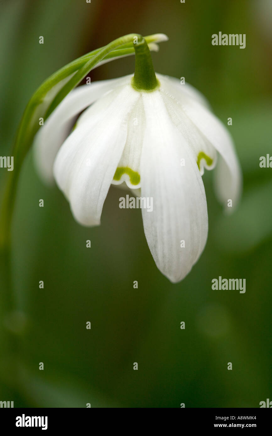 Macro of  Snowdrop (Galanthus nivalis) taken at Lydiard Park, Swindon, Wiltshire Stock Photo