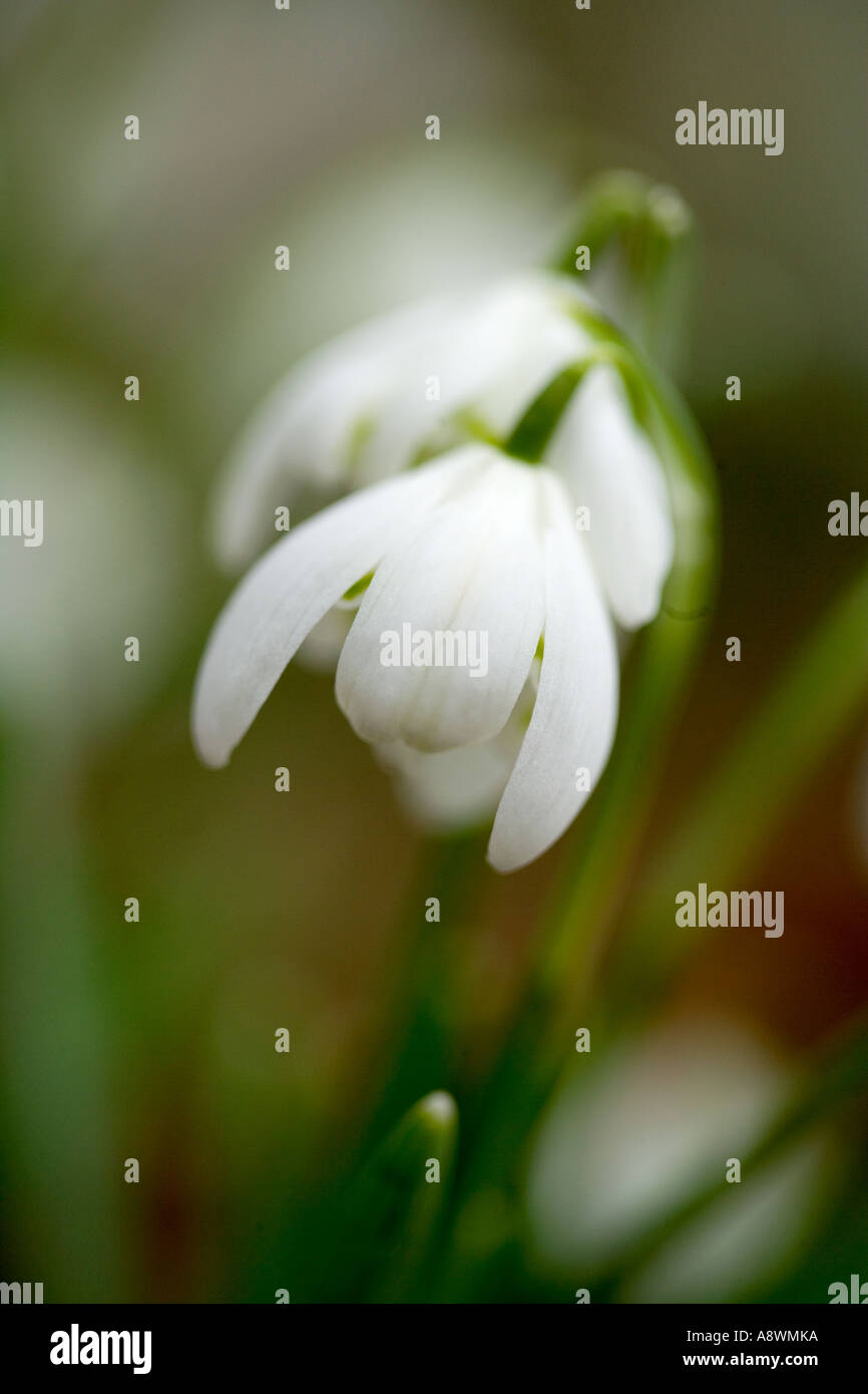 Native riverbank nature flora hi-res stock photography and images - Alamy