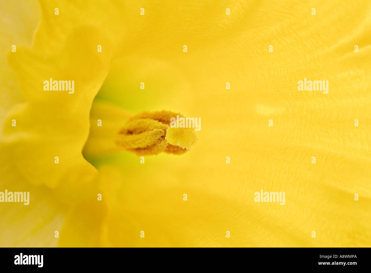 Closeup of yellow daffodil, narcissus showing pollen and anthers Stock