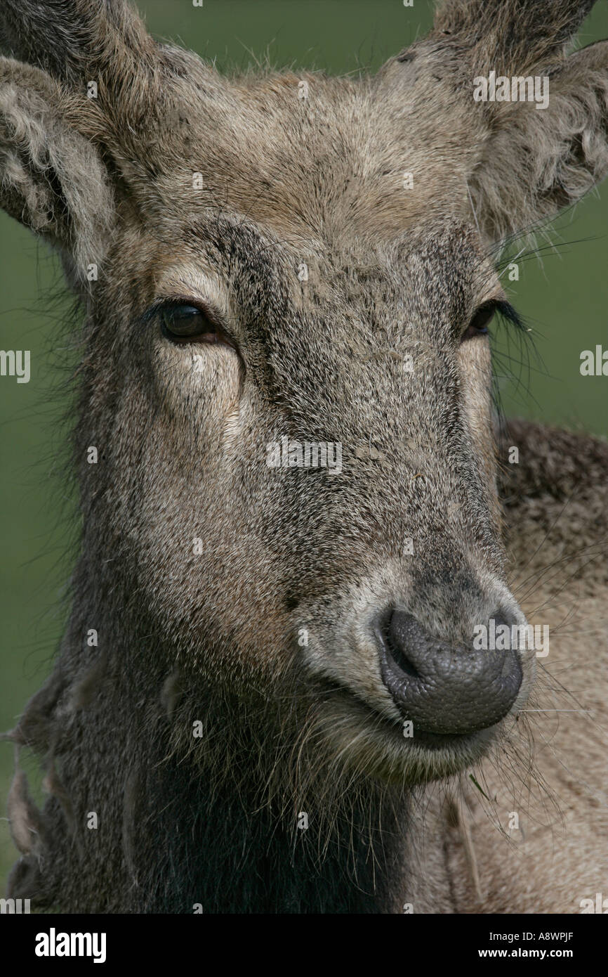 PERE DAVID'S DEER Elaphurus davidianus Stock Photo