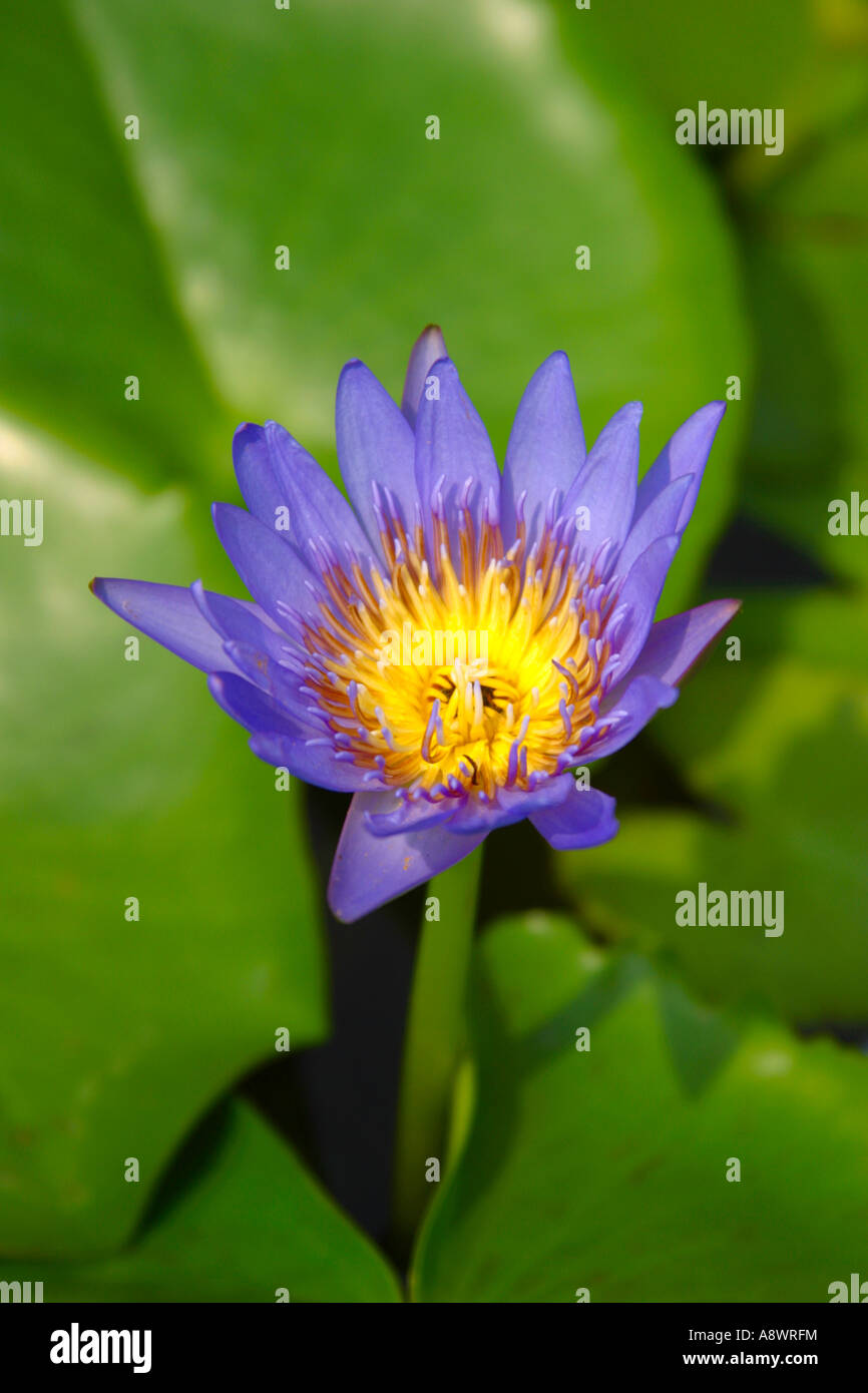 A single-stemmed water lily (Nymphaea) possibly 'Stellata' or 'Margaret Mary' with waxy green leaves in background Stock Photo