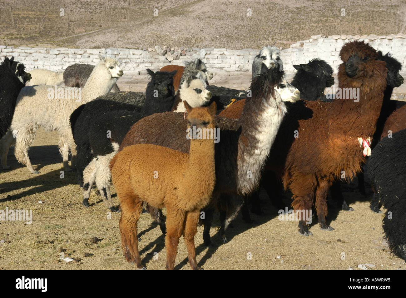 Alpackas, an important  lifestock for families in the Andes. Bolivia Stock Photo