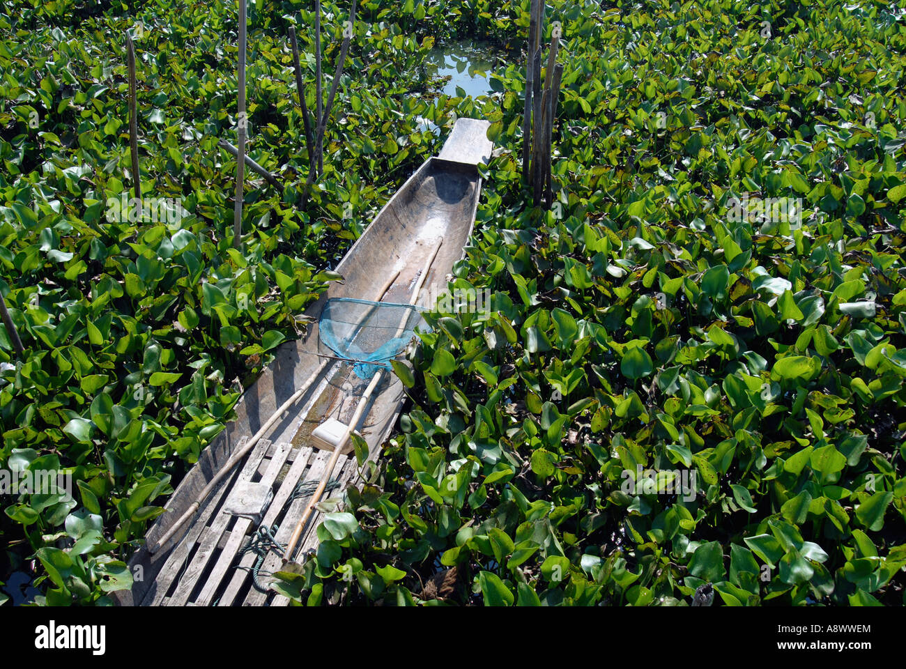 Water hyacinth choking waterway in Thailand Stock Photo Alamy
