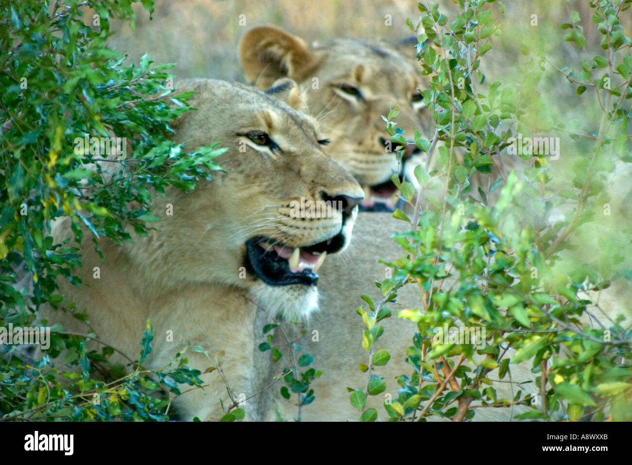 Two lion cubs in bushes hi-res stock photography and images - Alamy