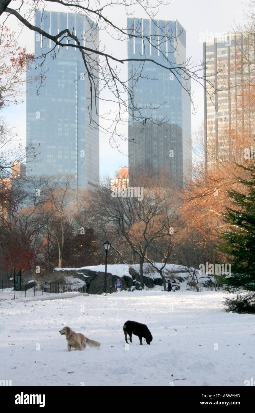 Dogs playing in the snow. Cold frosty morning in Central Park. New York. USA. Winter.  Skyscrapers. Stock Photo