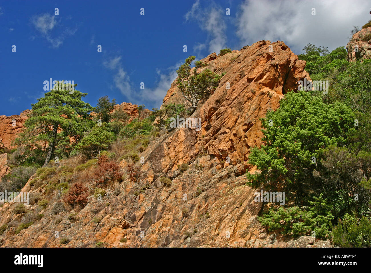 Calanches at Piana with conifers Haute Corse Corsica Stock Photo - Alamy