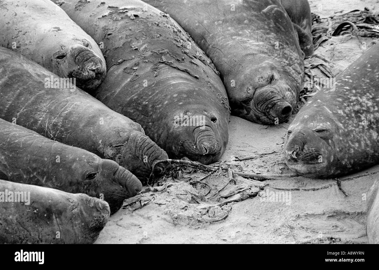 Fat seals Black and White Stock Photos & Images - Alamy