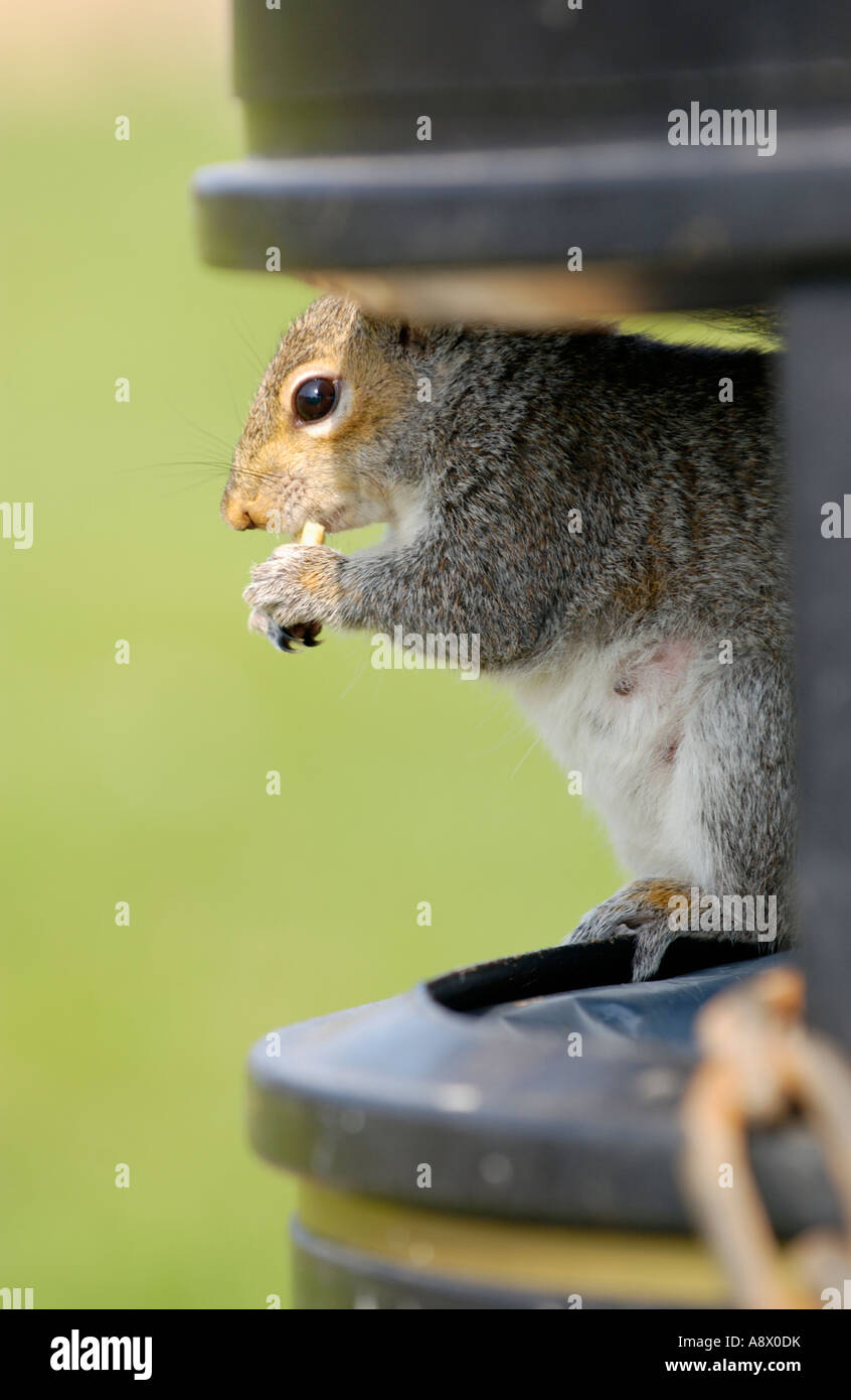 Grey Squirrel scavenging in litter bin for food UK Stock Photo - Alamy