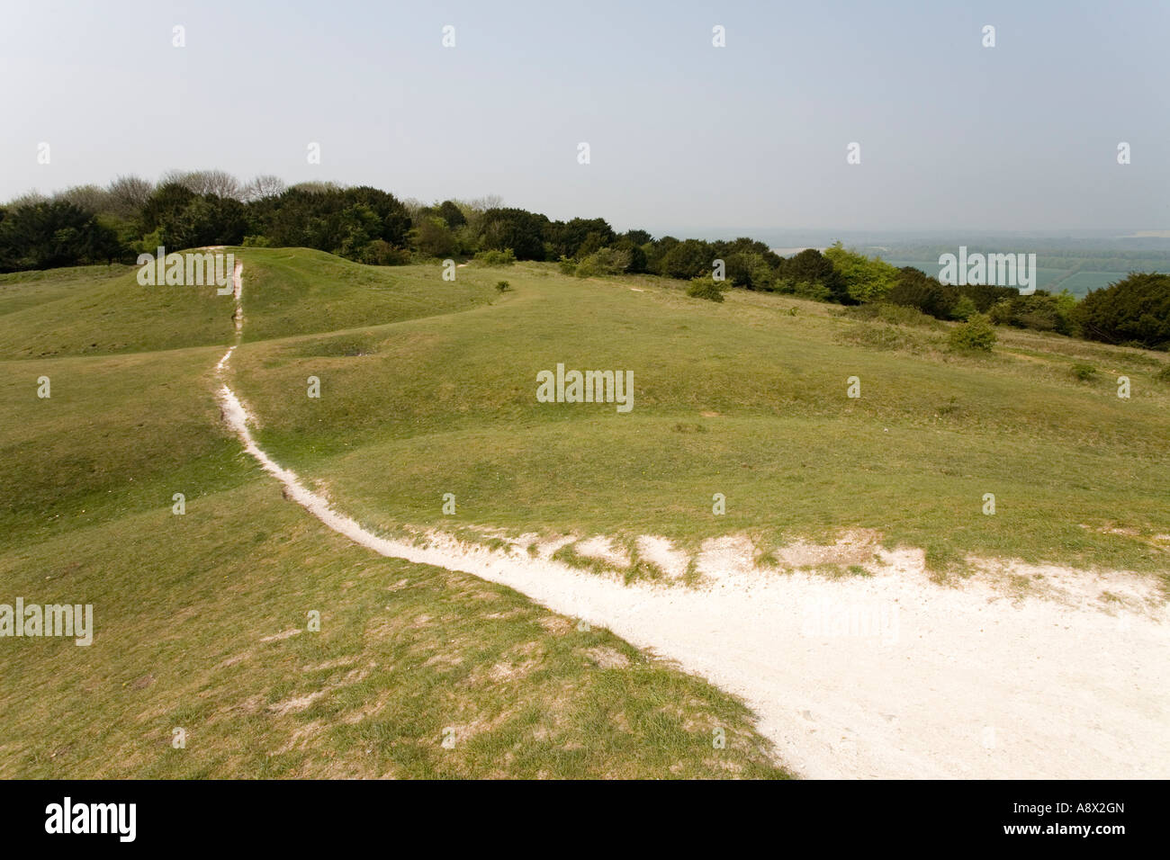 The Devils Humps or barrows dating back to 1000 years BC. Kingley Vale Nature Reserve, Sussex, UK. Stock Photo