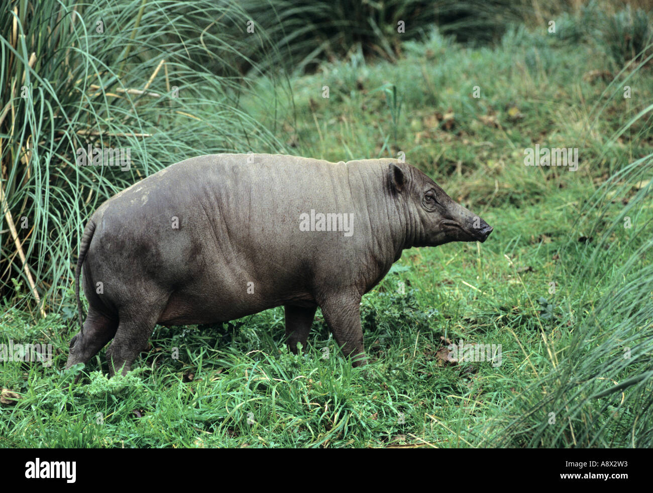 Babyrousa babyrussa hi-res stock photography and images - Alamy