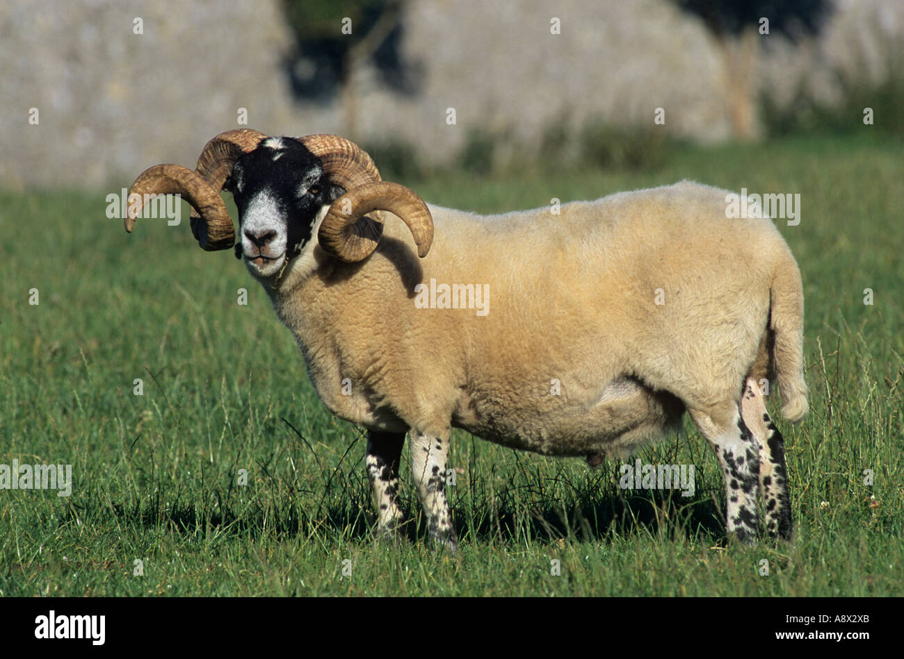 Black faced sheep ram Ovis aries Anglesey Wales UK Stock Photo 6964266