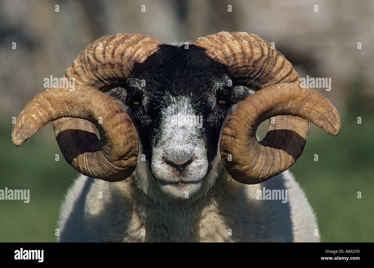 Black faced sheep ram Ovis aries Anglesey Wales UK Stock Photo Alamy