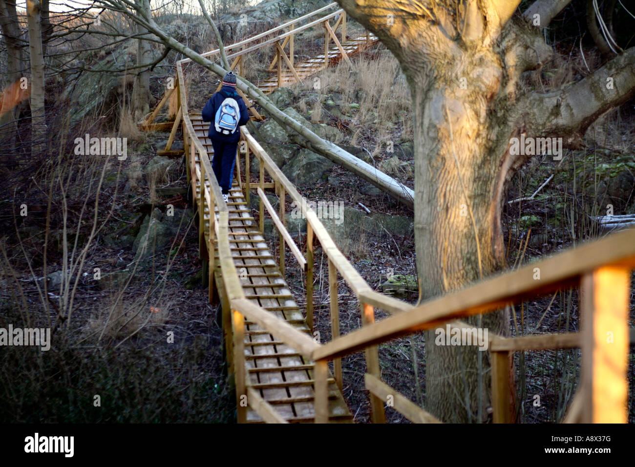 A solitary person walking on a wooden bridge  traversing over swampy terrain Stock Photo