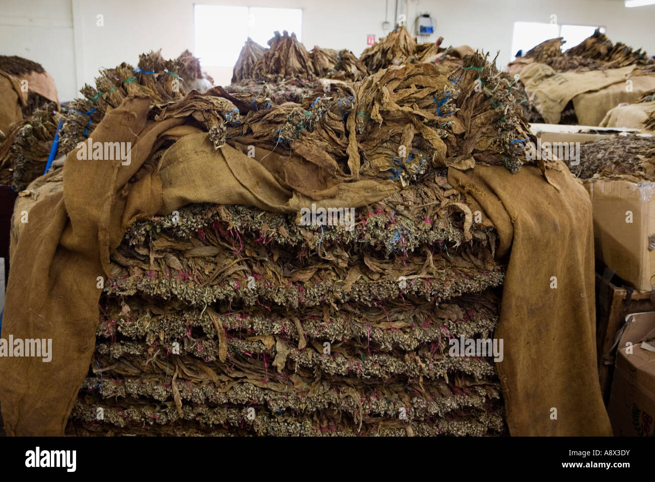 nicaragua tobacco farms Tobacco arrives from farms in bundles at a cigar factory Esteli Nicaragua  Stock Photo