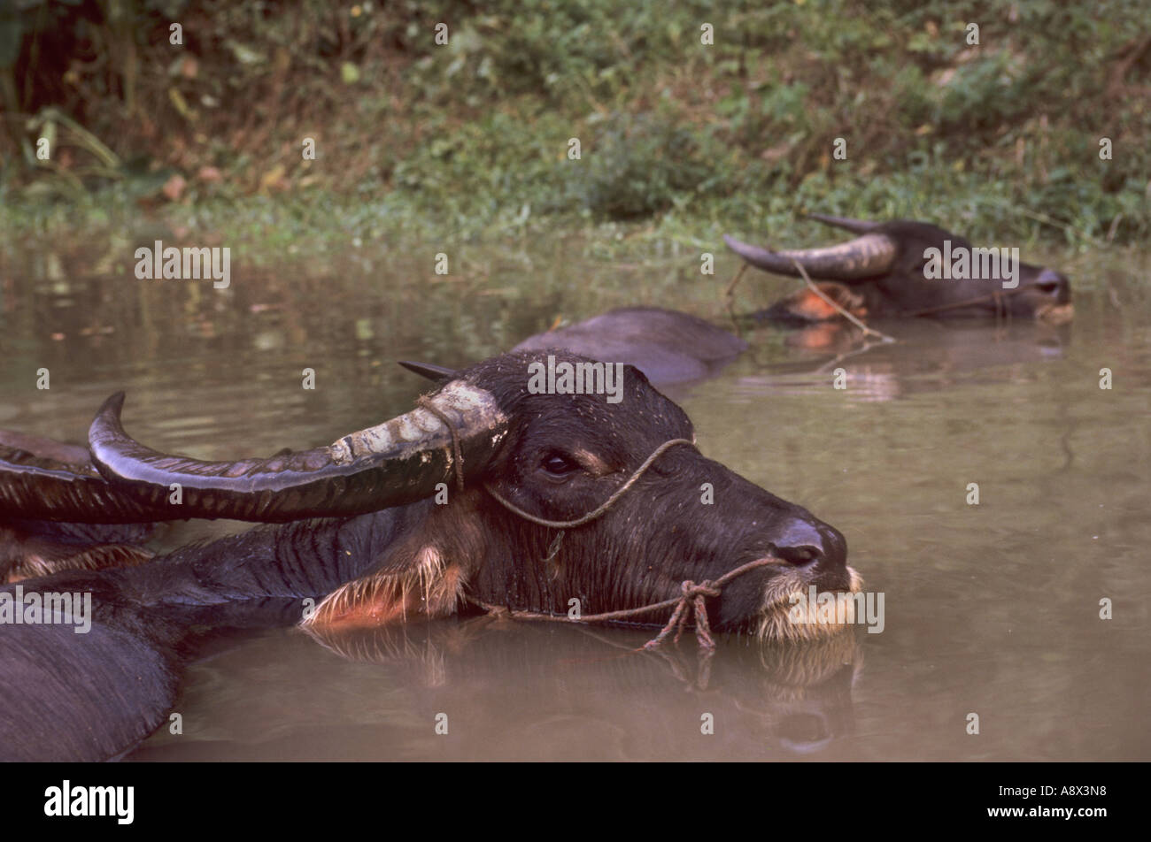 Domestic water buffalo Bubalus bubalis in pool Mae Hong Son Thailand Stock Photo