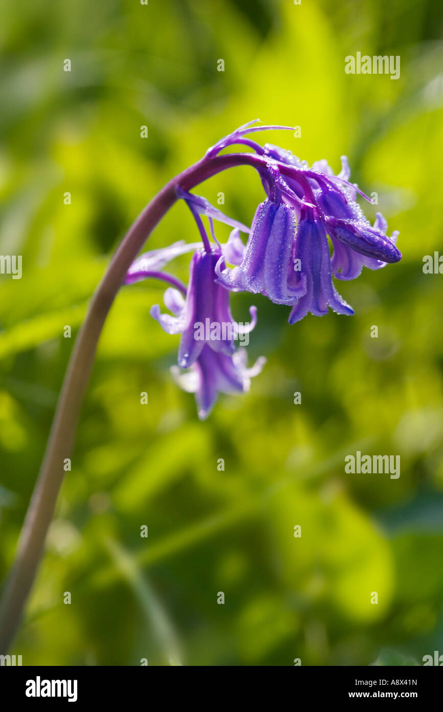 The Common Bluebell Hyacinthoides non scripta Stock Photo