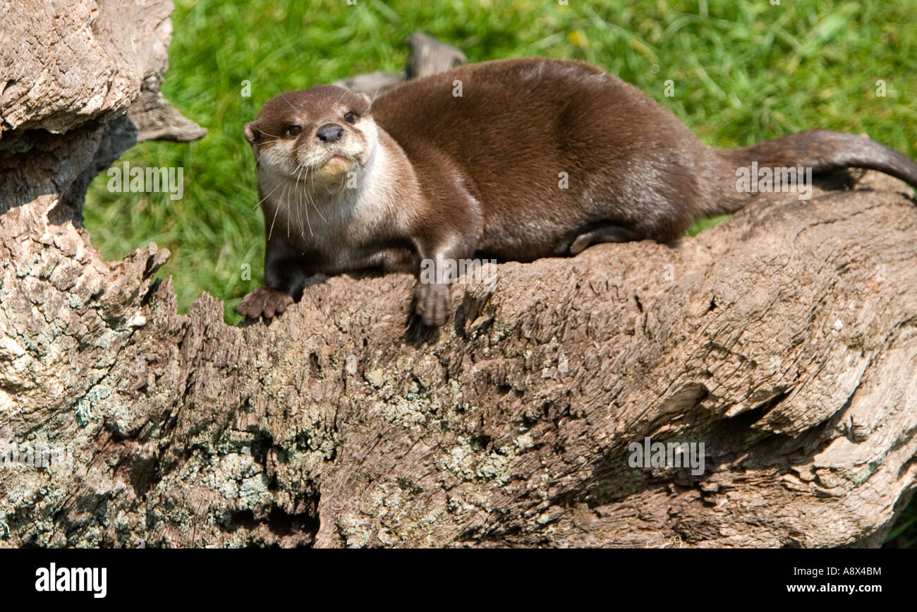 The Oriental Small clawed Otter Aonyx cinerea also known as Asian Small clawed Otter is the smallest otter in the world Stock Photo