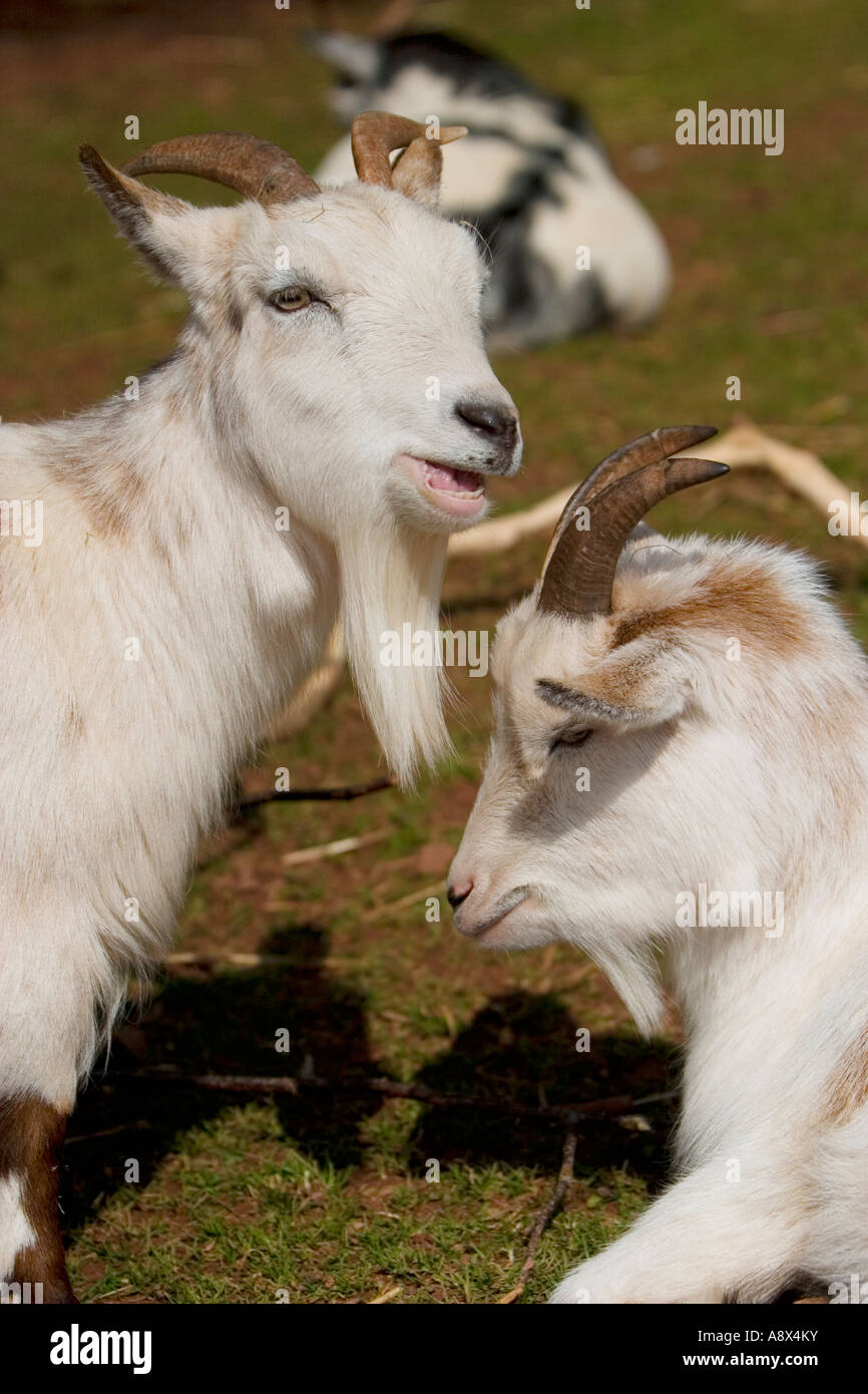 A white dwarf billy goat Stock Photo