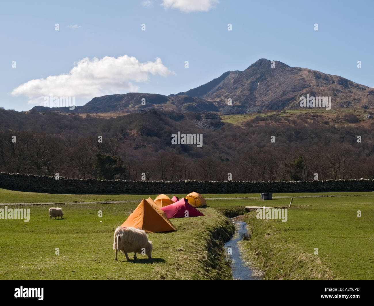 Carnedd Moel Siabod mountain from north east with tents in field Snowdonia National Park. Capel Curig North Wales UK Britain Stock Photo
