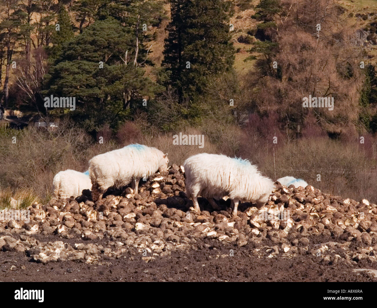 Sheep feeding on turnips hires stock photography and images Alamy