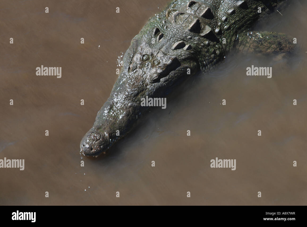 American Crocodile, Crocodylus acutus, Rio Grande de Tarcoles, Pacific