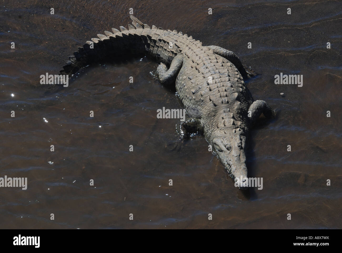 American Crocodile, Crocodylus acutus, Rio Grande de Tarcoles, Pacific