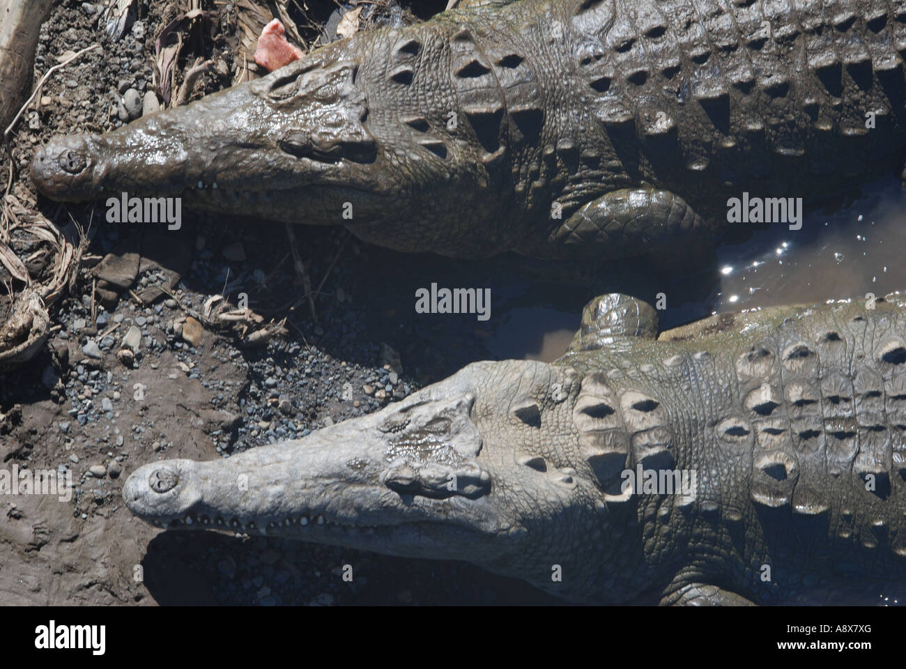 American Crocodile, Crocodylus acutus, Rio Grande de Tarcoles, Pacific