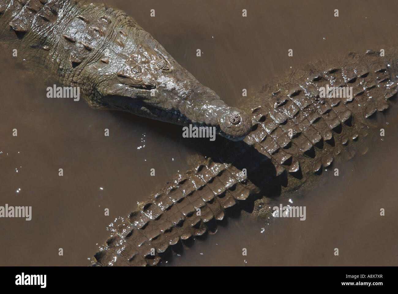 American Crocodile, Crocodylus acutus, Rio Grande de Tarcoles, Pacific