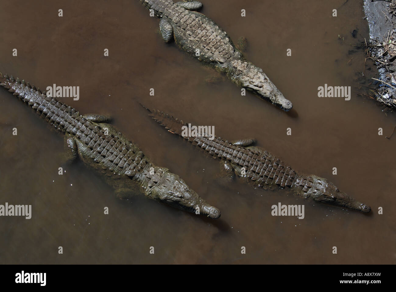 American Crocodile, Crocodylus acutus, Rio Grande de Tarcoles, Pacific