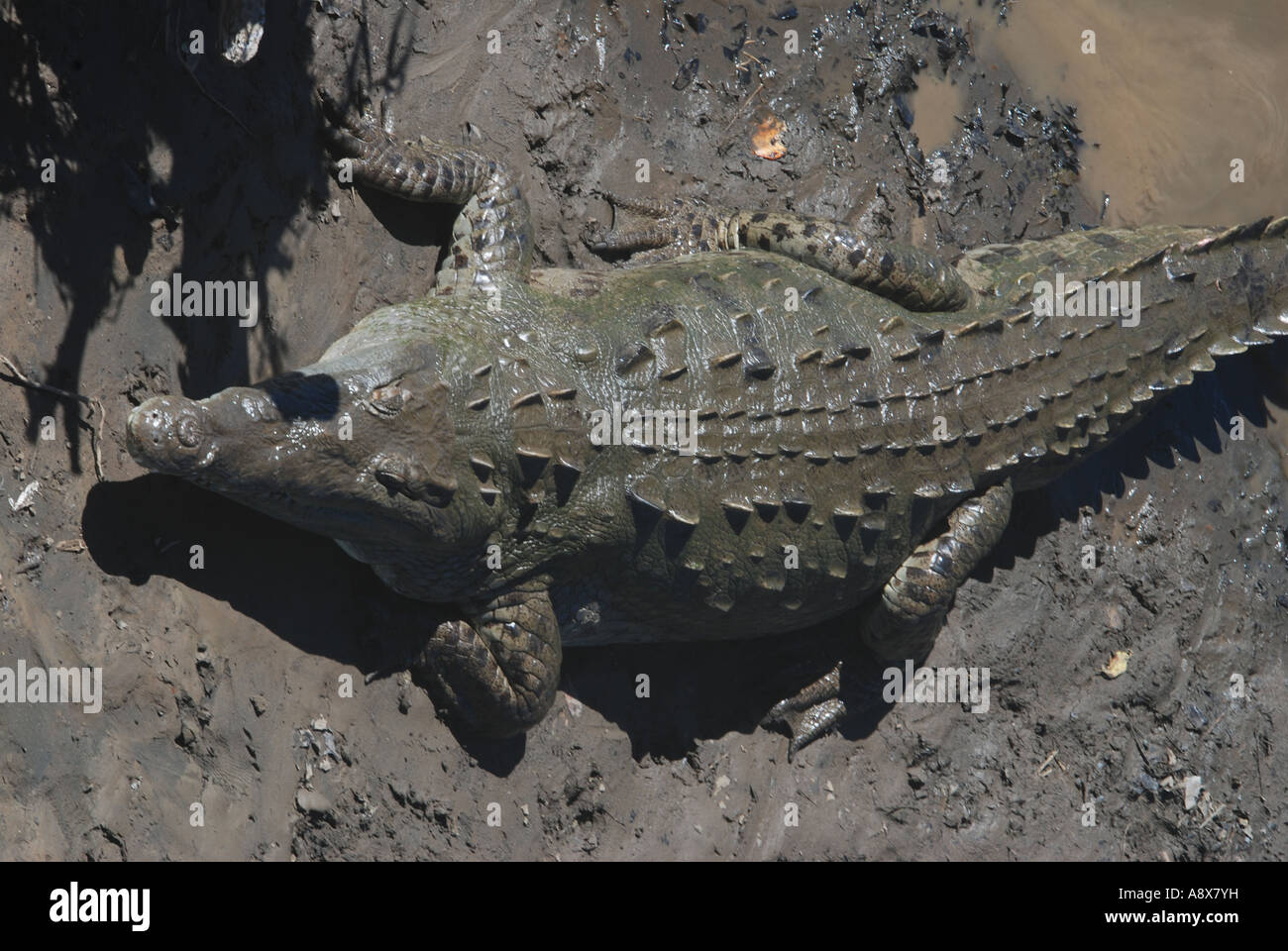 American Crocodile, Crocodylus acutus, Rio Grande de Tarcoles, Pacific