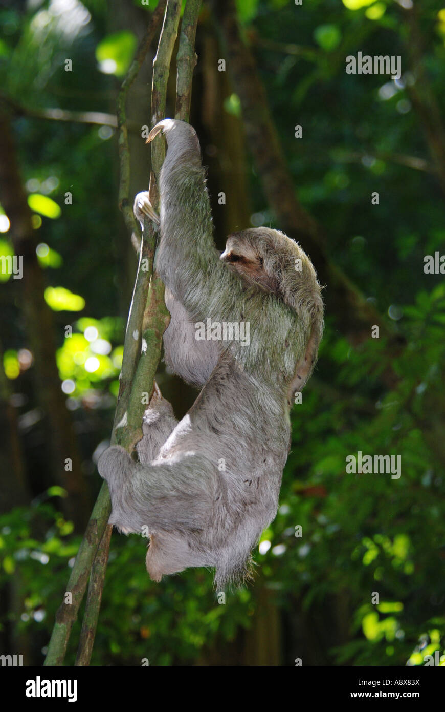 Three-toed sloth, Bradipus variegatus, climbing vine, Manuel Antonio  national park, Costa Rica Stock Photo - Alamy