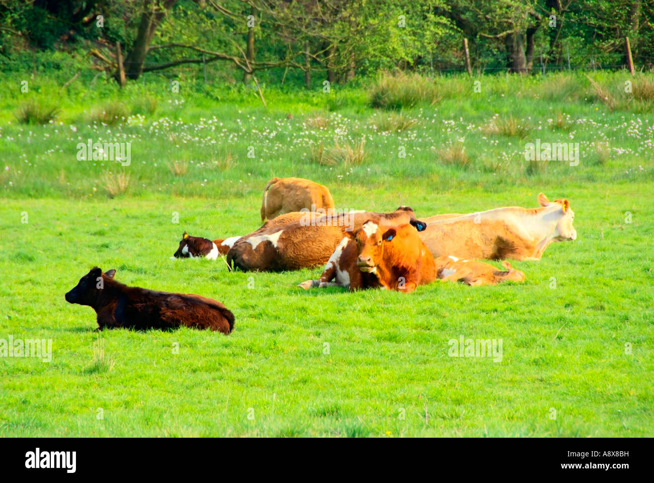 cows lying down in field Stock Photo Alamy