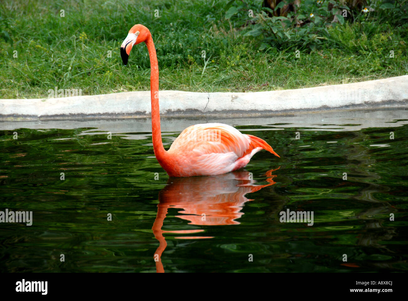 Flamingo miami beach hi-res stock photography and images - Alamy