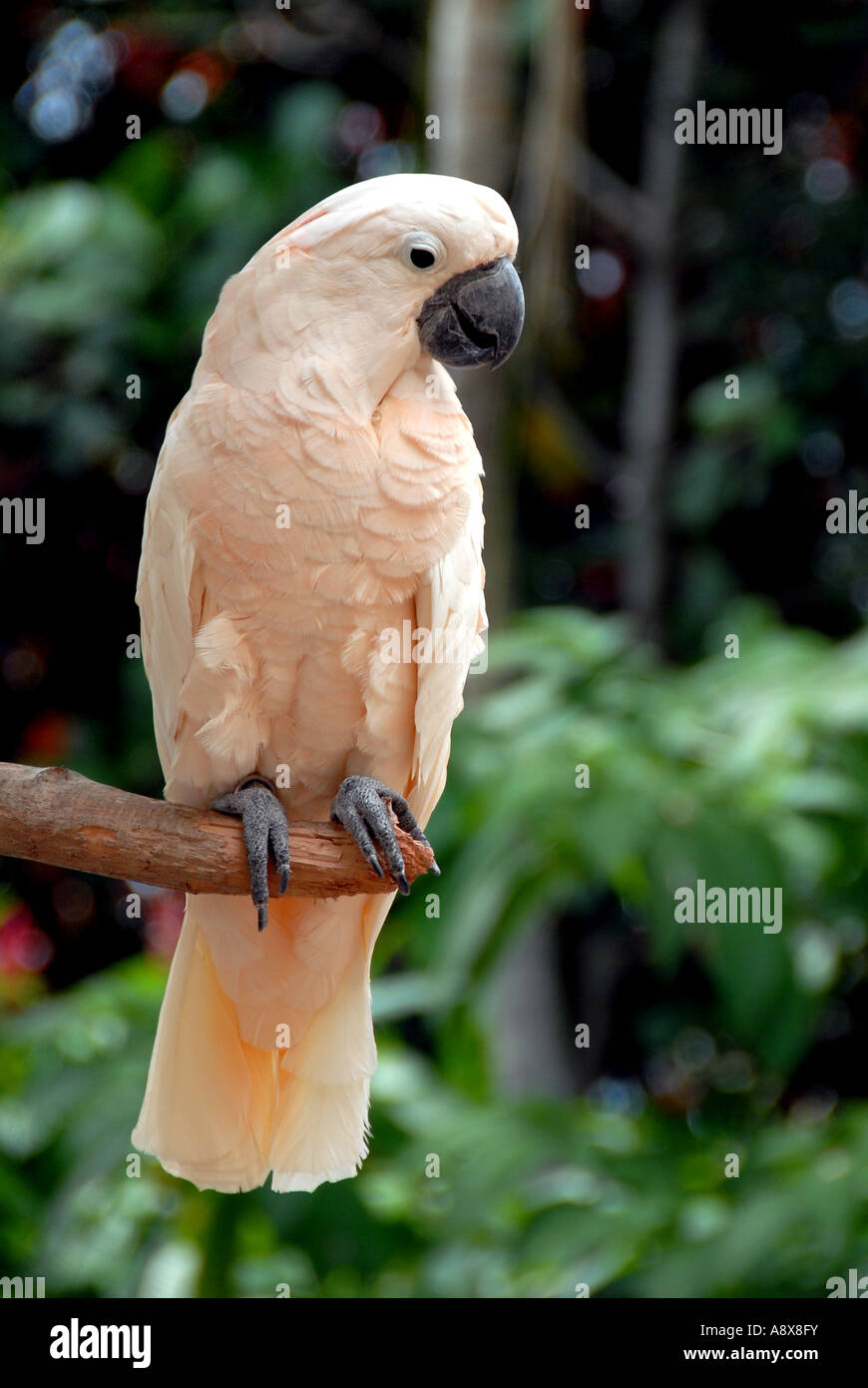 White Hybrid Macaw Stock Photo