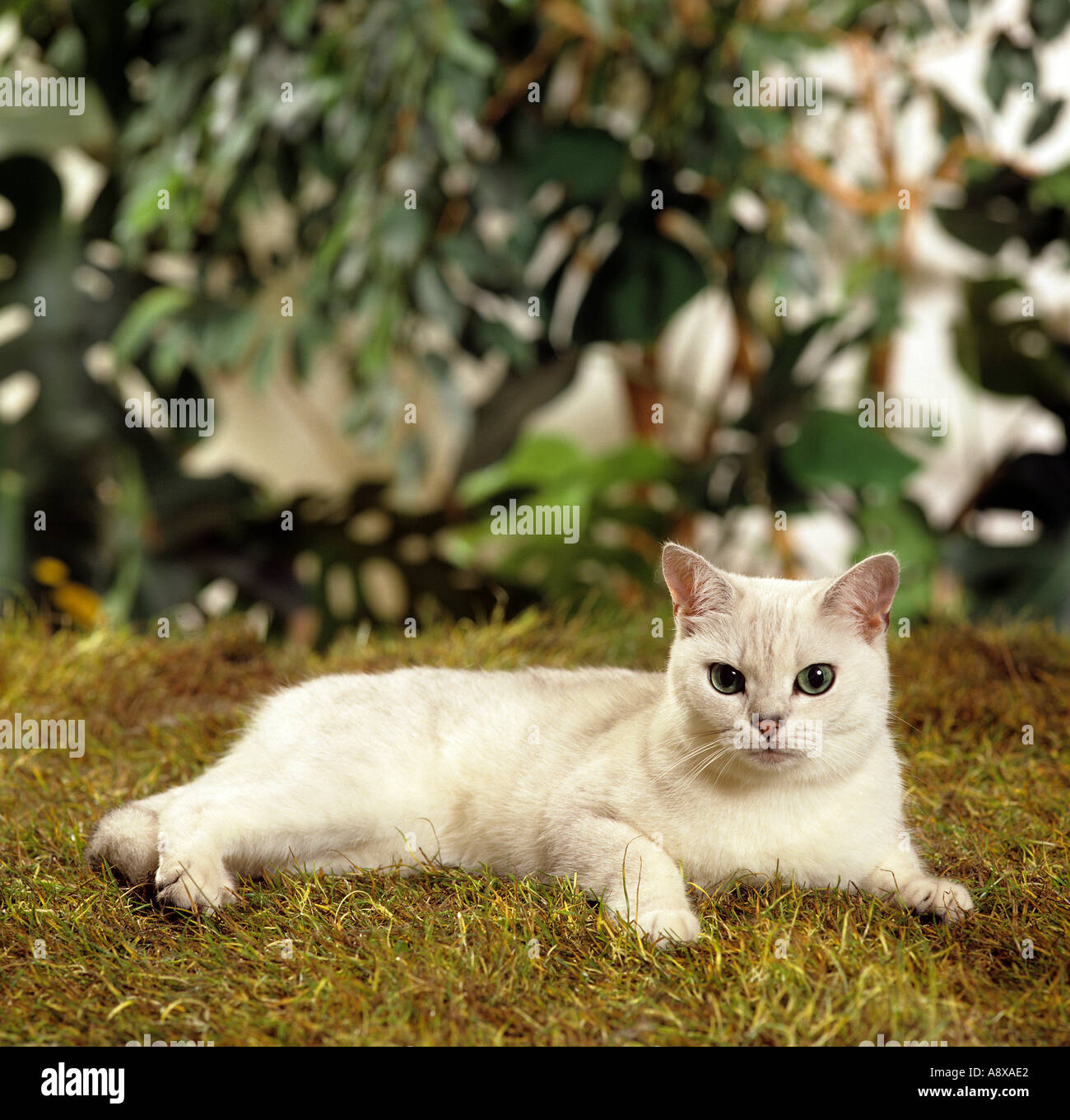 British Shorthair cat on meadow Stock Photo