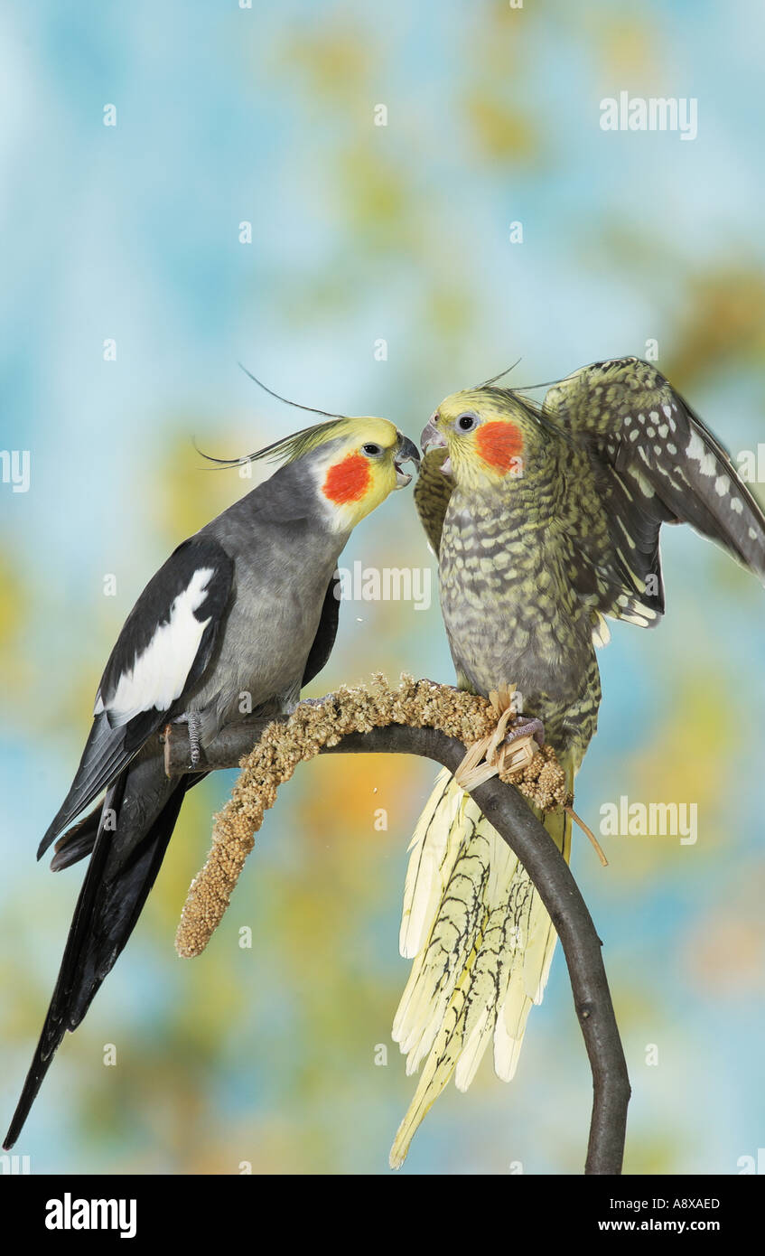 two cockatiels quarrelling on branch / Nymphicus hollandicus Stock Photo