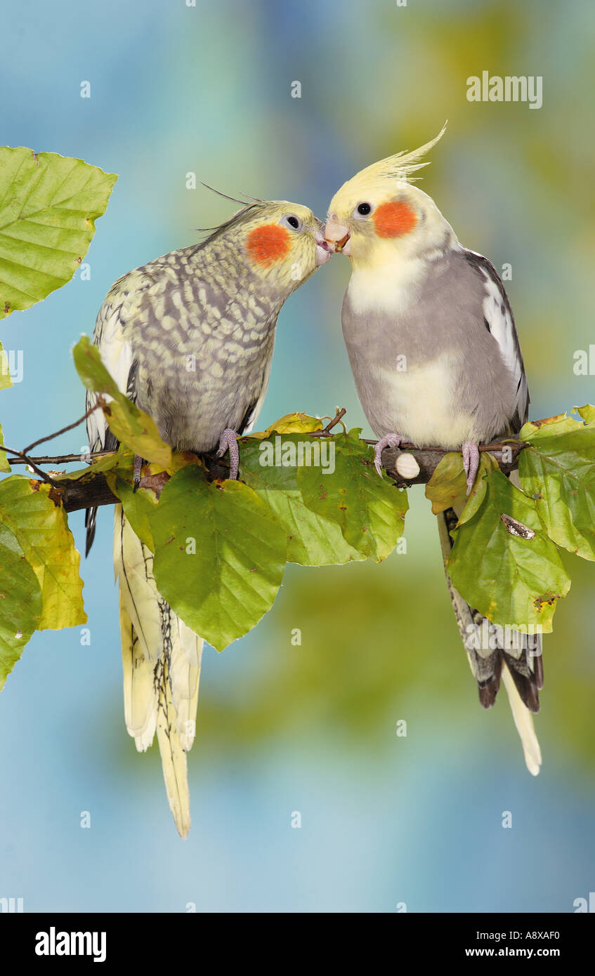 2 cockatiels sitting on branch / Nymphicus hollandicus Stock Photo