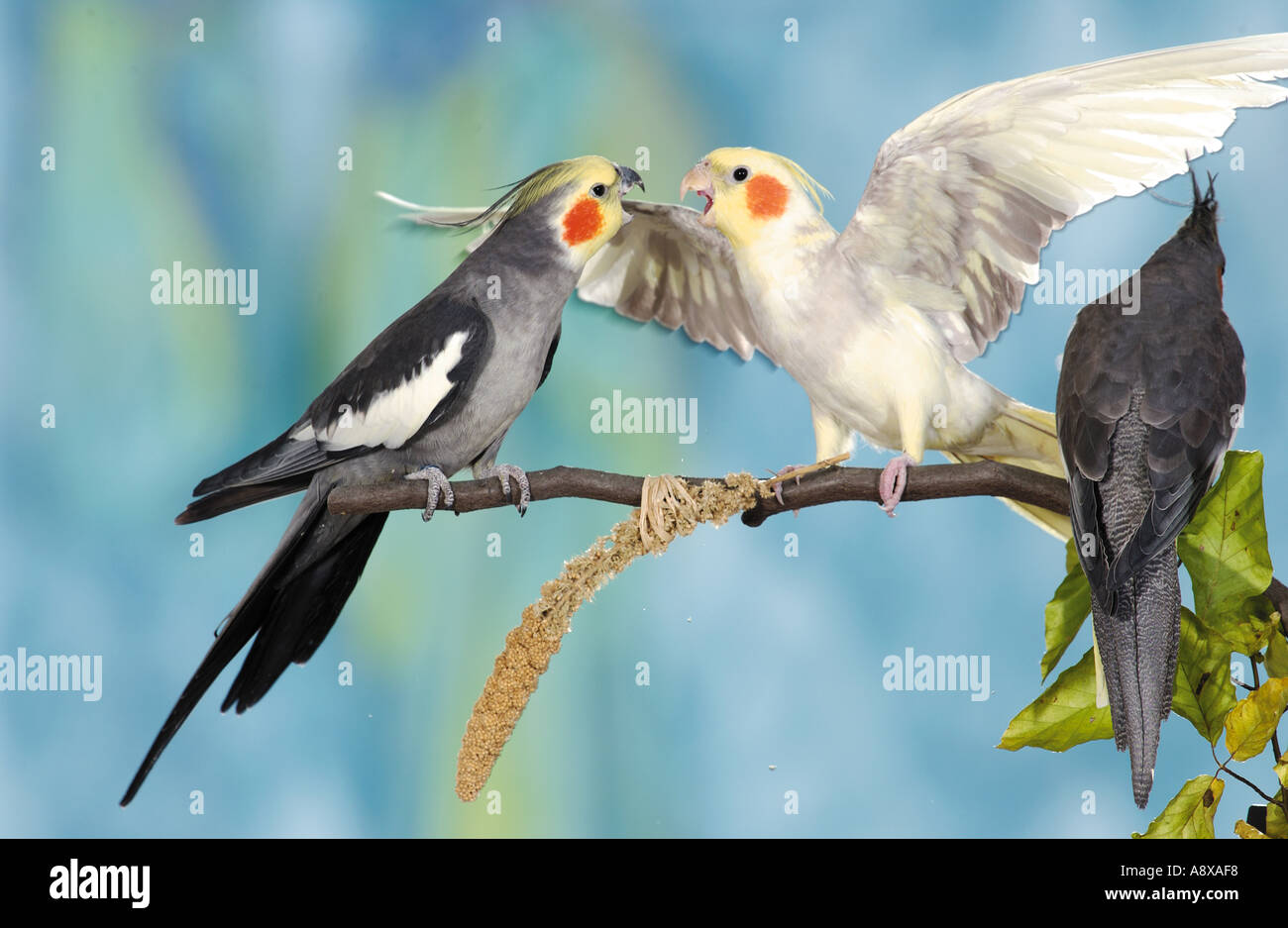 three cockatiels on twig / Nymphicus hollandicus Stock Photo - Alamy
