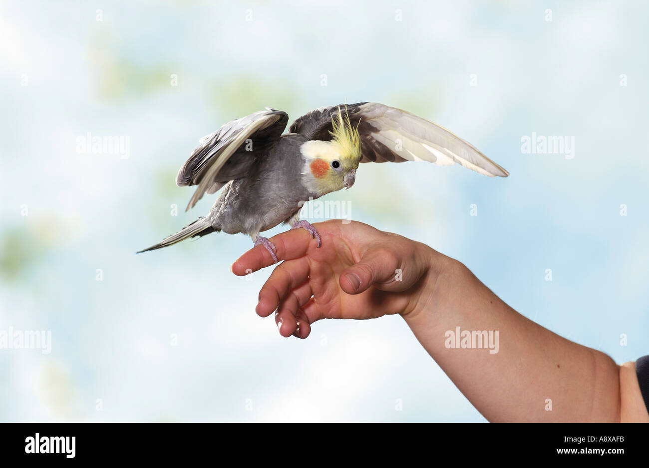 cockatiel on hand Stock Photo Alamy