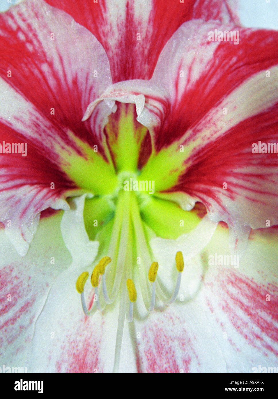 Amaryllis Stamens Stock Photo