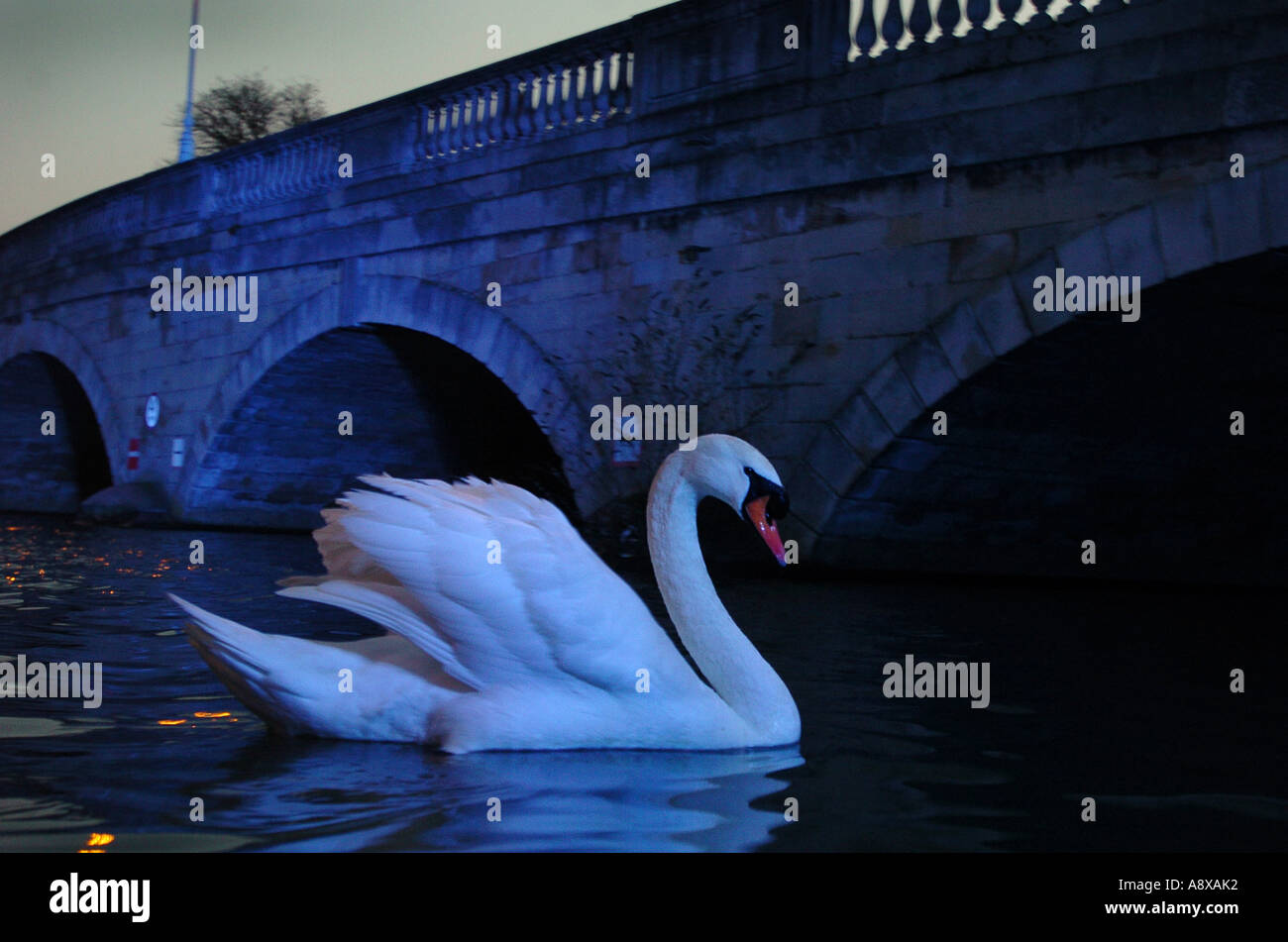 Swan on the river Great Ouse at Town Bridge Bedford UK Stock Photo