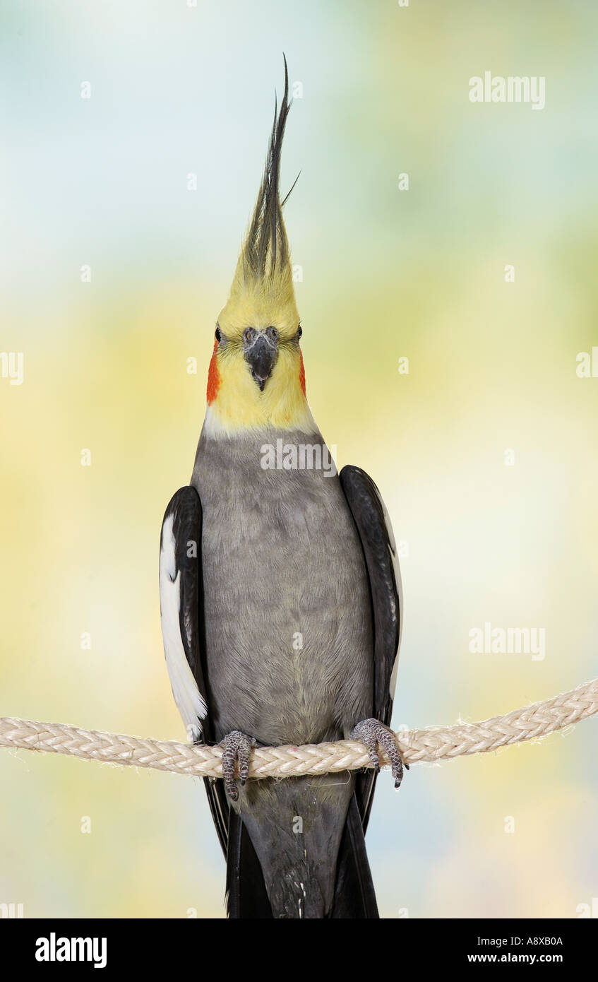 cockatiel on rope Stock Photo