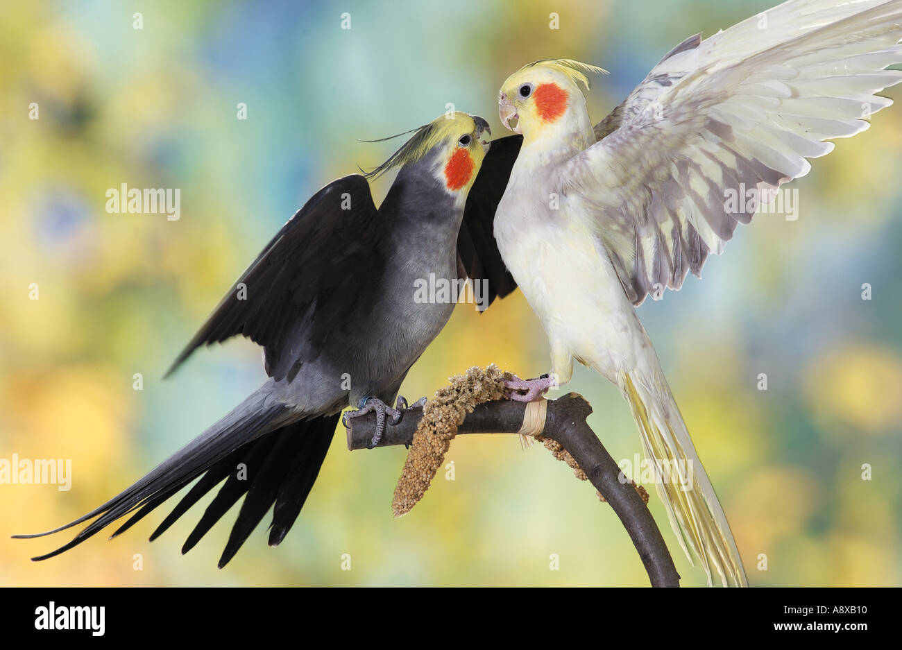 two cockatiels - fighting Stock Photo
